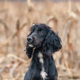 Cocker Spaniels and Labrador Retrievers from Berry Creek Labs & Cockers