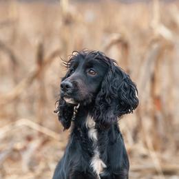 Cocker Spaniels and Labrador Retrievers from Berry Creek Labs & Cockers