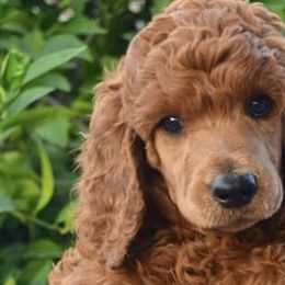 Poodles from StormBorn Standard Poodles