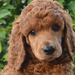 Poodles from StormBorn Standard Poodles