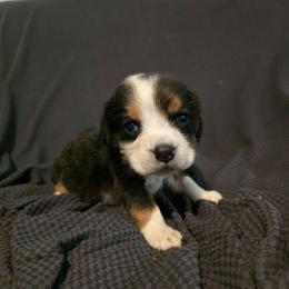 Maggie - Black tan and white female Beagle puppy in Greenwood, Missouri from Nukee's Beagles dachshunds Corgis