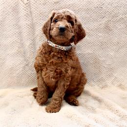 Zion - Red  female Goldendoodle puppy in Payson, Utah from Mountainside Goldendoodle