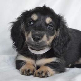 Dachshund Puppies from Dreamheart Dachshunds