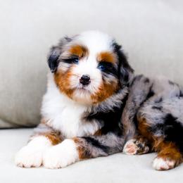 Aussiedoodle, Australian Mountain Doodle, and Bernedoodle Puppies from Cottonwood Creek Doodles
