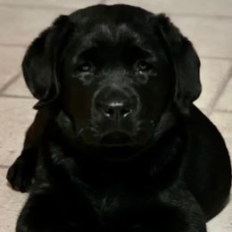 Labrador Retriever Puppies from Fairfax Pines English Labradors