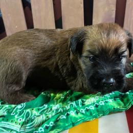 Marco - Wheaten male Soft Coated Wheaten Terrier puppy in Gladewater, Texas from Felicias Swheaties