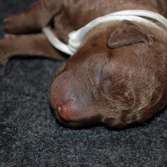 Chesapeake Bay Retriever and Great Dane Puppies from Desert Oasis Kennels