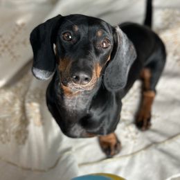 Jovi - Dachshund