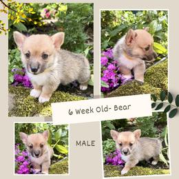 Boy 1 - Fawn male Pembroke Welsh Corgi puppy in Maryville, Tennessee from R & T Farms