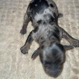 Willow - Dapple female Dachshund puppy in Connersville, Indiana from MoonShine Babies