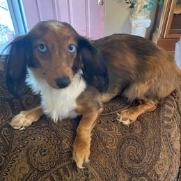 Diana - Dachshund
