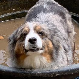 Willow - Toy Australian Shepherd