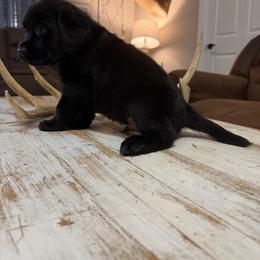 Blue boy - Black male Labrador Retriever puppy in Ruth, Mississippi from Red White & True Labradors