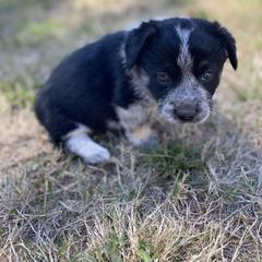 Boy 4 - male Sporty Mix puppy in Woodland, Washington from MB Acres Corgis