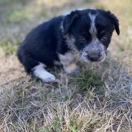 Boy 4 - male Sporty Mix puppy in Woodland, Washington from MB Acres Corgis