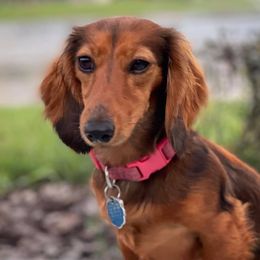 Dachshunds from Lakeside Doxies