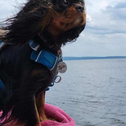 Cavalier King Charles Spaniel Puppies from Whiteriver Cavaliers