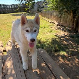 Dotty - Red and white female Siberian Husky puppy in Loudon, Tennessee from Kristari Siberians