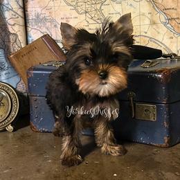 Patty - Black and gold female Yorkshire Terrier puppy in Kendallville, Indiana from Yorkies Kisses