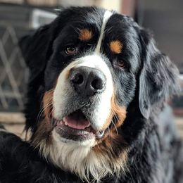 Watson - Bernese Mountain Dog