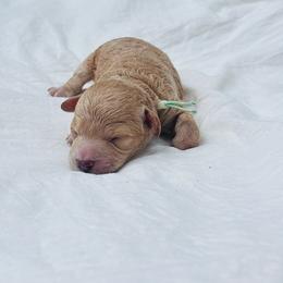 Lemon - Apricot female Goldendoodle puppy in Piedmont, Oklahoma from Perdue Puppies