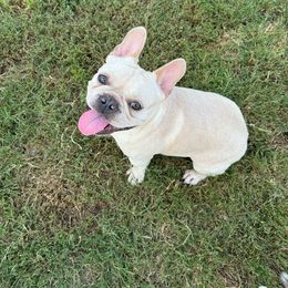 Boy 2 (light blue) - Cream French Bulldog puppy in Tampa, Florida from NaughtyFrenchies fl