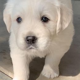 Golden Retriever Puppies from Joyful Golden Retrievers