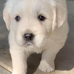 Golden Retriever Puppies from Joyful Golden Retrievers