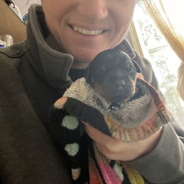 Rottweiler Puppies from Vom Arnold-Hause Rottweilers