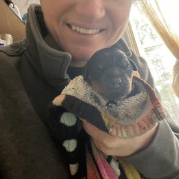 Rottweiler Puppies from Vom Arnold-Hause Rottweilers