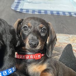 Dachshund Puppies from Honey Bee Dachshunds