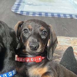 Dachshund Puppies from Honey Bee Dachshunds