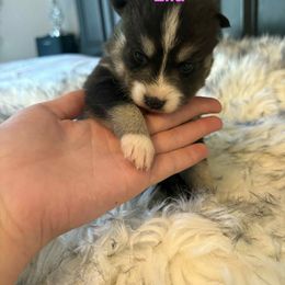 ELLA - Black and white female Pomsky puppy in Coatesville, Pennsylvania from Peaceful Pomskys