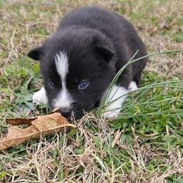 Abby - Black and white female Pomsky puppy in La Vergne, Tennessee from Atencio Pomsky