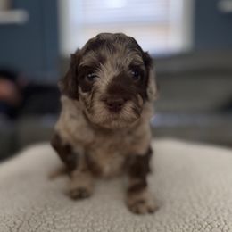 Oreo - Chocolate merle male Bernedoodle puppy in Denver, Pennsylvania from Redcay's Mini Bernedoodles