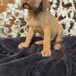 Snitch - Chocolate male Great Dane puppy in Arlington, Texas from Scoober Danes