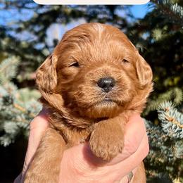 Sid - Red  male Goldendoodle puppy in Sugar City, Idaho from Idaho Sugar Doodle Pups