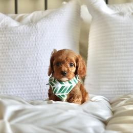 Romeo - Red male Cavapoo puppy in Vineyard, Utah from Pitter Patter Puppies
