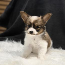 Peppie - White and sable male Papillon puppy in Bowling Green, Kentucky from Tiffany's Papillons