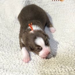 Sleepy - Red tri-color male Australian Shepherd puppy in Keytesville, Missouri from Dogwood Lane Canine