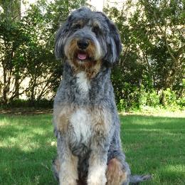Maui - Bernedoodle