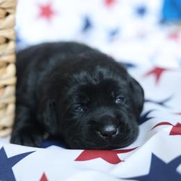 Molly - Black female Labrador Retriever puppy in Williamston, South Carolina from Dutton Dog Co & Dalla Grazia Doberman