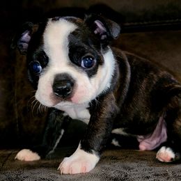 Boy 2 - Black brindle and white male Boston Terrier puppy in Shelbyville, Kentucky from Joey's Boston Terriers