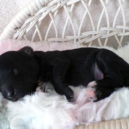 Luna - Black female Poodle puppy in Hurricane Mills, Tennessee from Scenic Hills Kennels