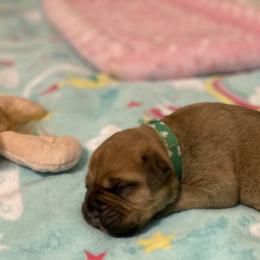 Bullmastiff Puppies from T-Boldt Bullmastiffs