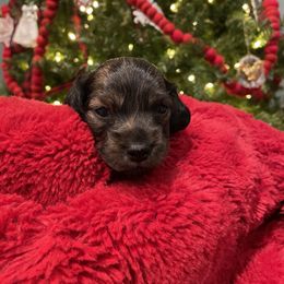 Dachshund Puppies from Miss Ginny’s Minis
