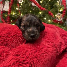 Dachshund Puppies from Miss Ginny’s Minis