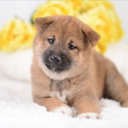 Borris -FULL AKC REGISTRATION- - Red male Shiba Inu puppy in Neosho, Missouri from Kenny Cave K9s