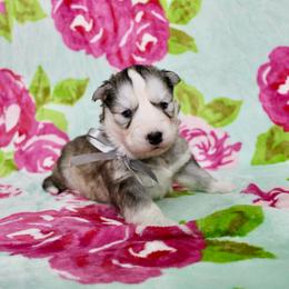 Inu - Gray and white male Siberian Husky puppy in Lunenburg, Vermont from SNOW WOOLY HUSKY