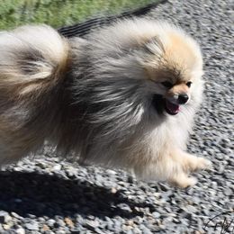 Chewy - Pomeranian